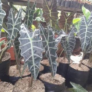 Tanaman hias keladi tengkorak silver | Shopee Indonesia