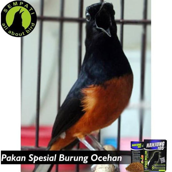 Murah Meriah Nanjung 105 Voer Pelet Ebod Jaya Pakan Burung Juara