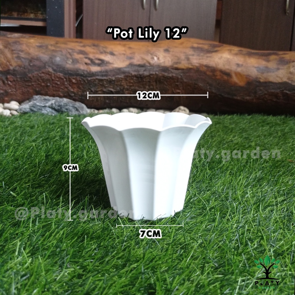 Pot Lily 12