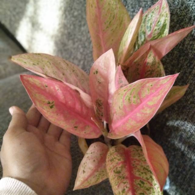 Aglonema legacy merah_aglonema murah