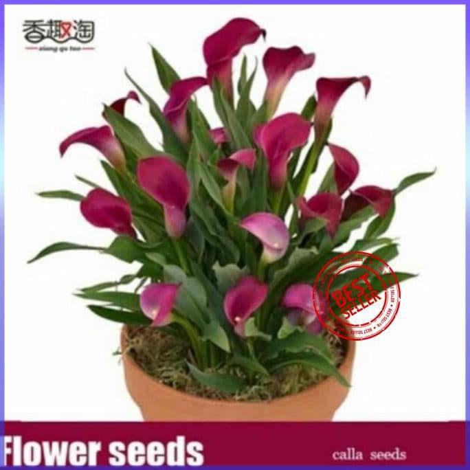 BIBIT TANAMAN BUNGA CALLA LILY BENIH BIBIT TANAMAN HIAS UNTUK DEKORASI