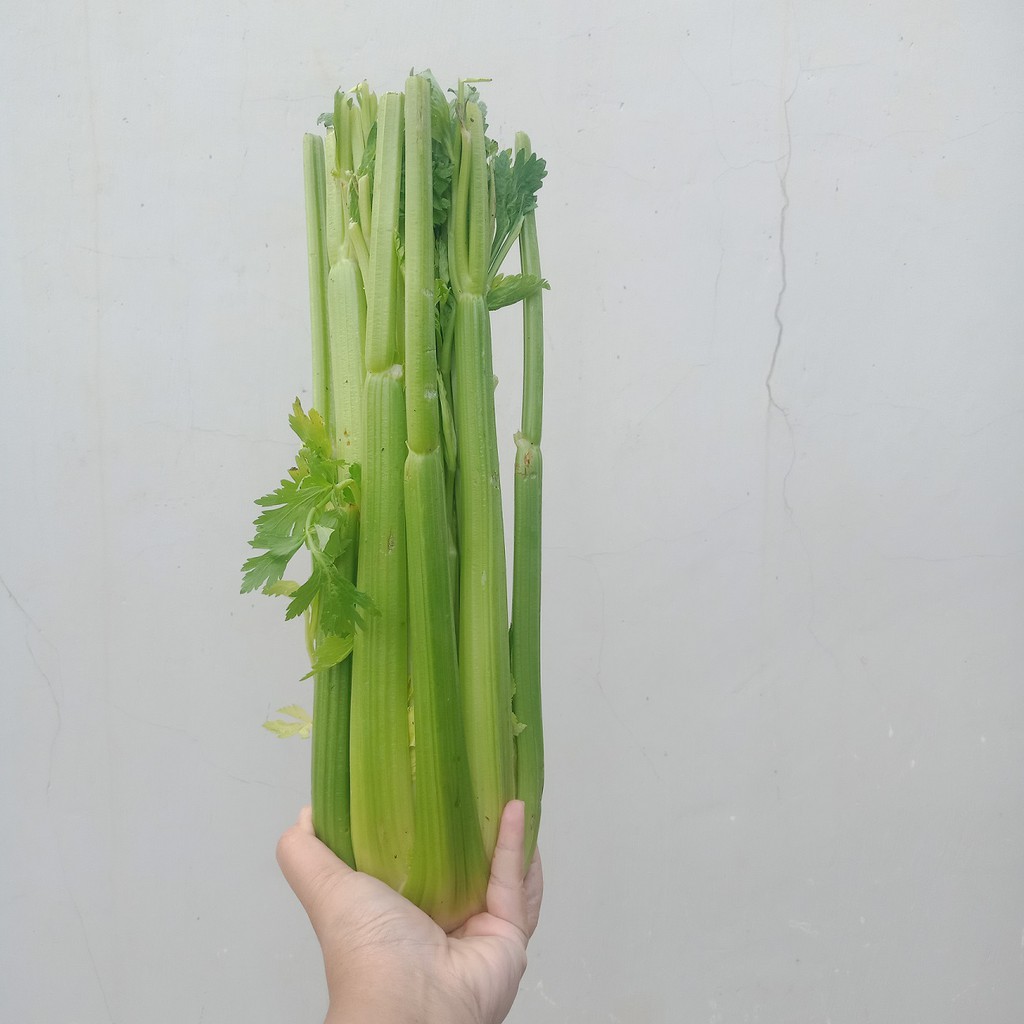 

Celery Stick Import China