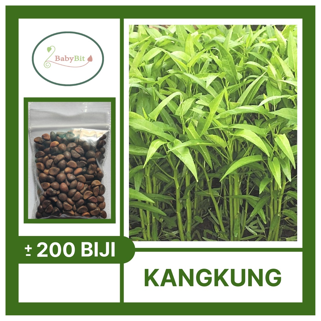 Benih Kangkung Bangkok Lp Panah Merah
