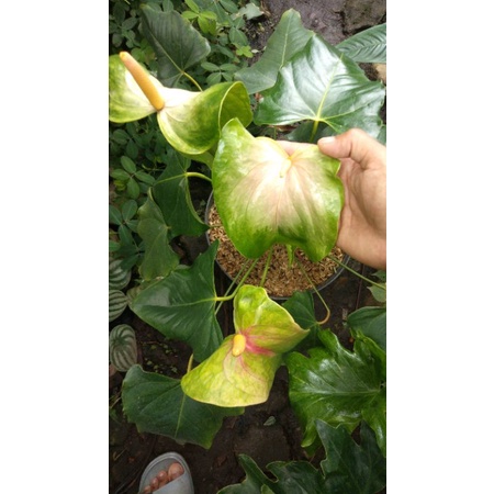 Tanaman hias anthurium presiden