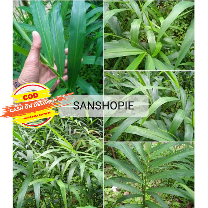 

Daun Jahe Segar petik langsung Paket 300 Gram