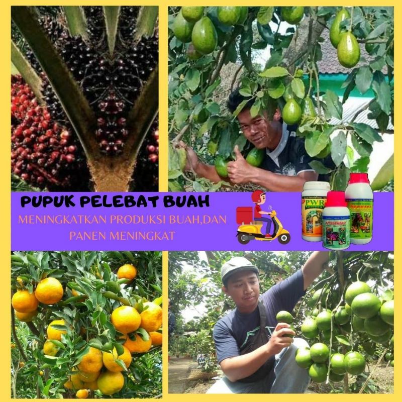 PUPUK PERANGSANG BUAH PELEBAT BUAH PUPUK TABULAMPOT