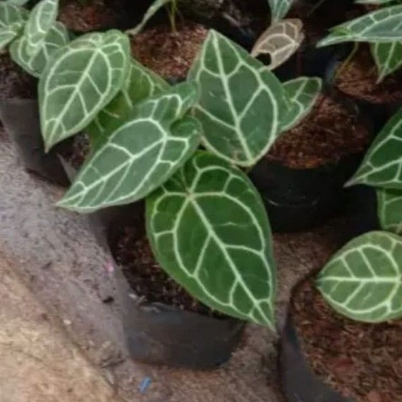 tanaman hias kuping gajah jumbo