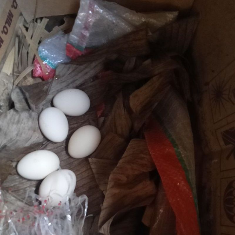 

telur ayam kampung