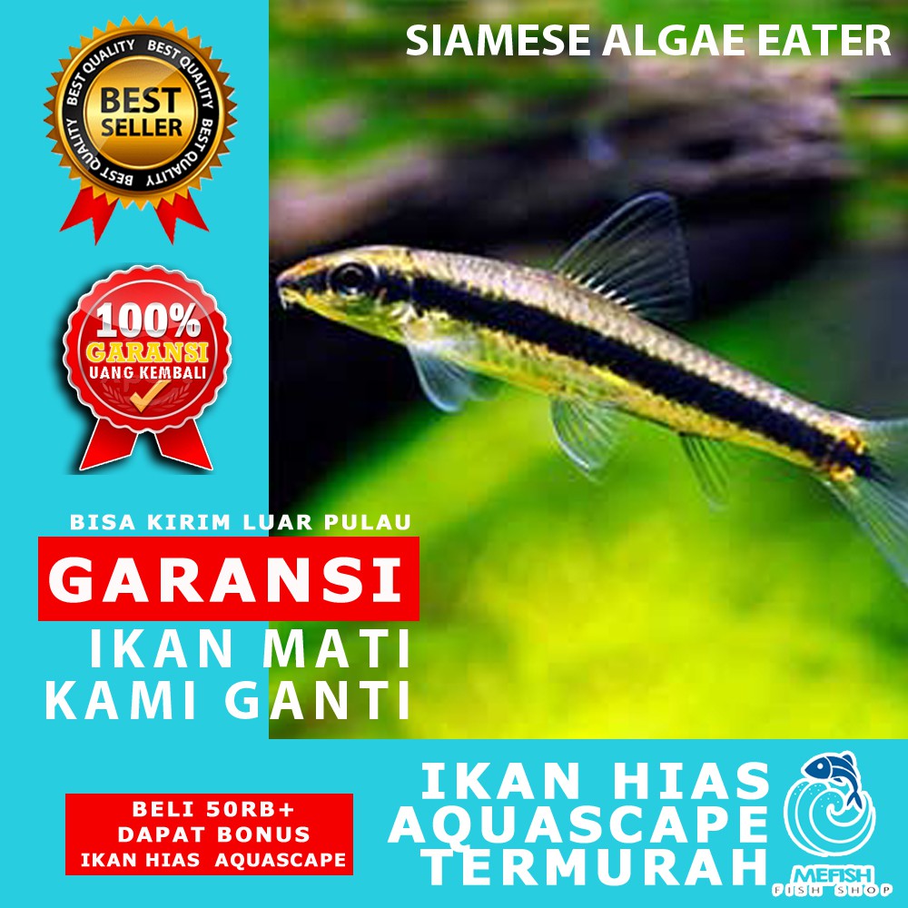 Ikan hias aquascape aquarium air tawar laut - MEFISH_ID - SIAMESE ALGAE EATER