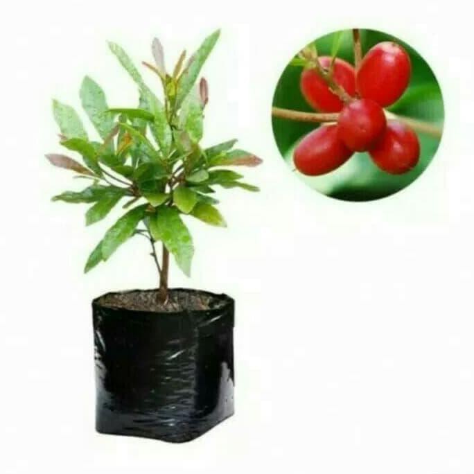 Bibit Buah Paket 3 Bibit Buah Miracle Fruit / Buah Ajaib *_@