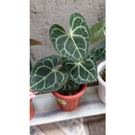 anthurium clarinervium king