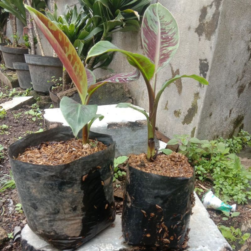 pisang merah sumatra / Blood Banana REALPICT langsung CHAT