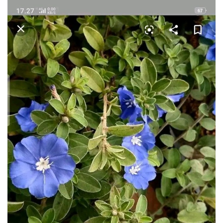 Tanaman hias blue eye/mata biru