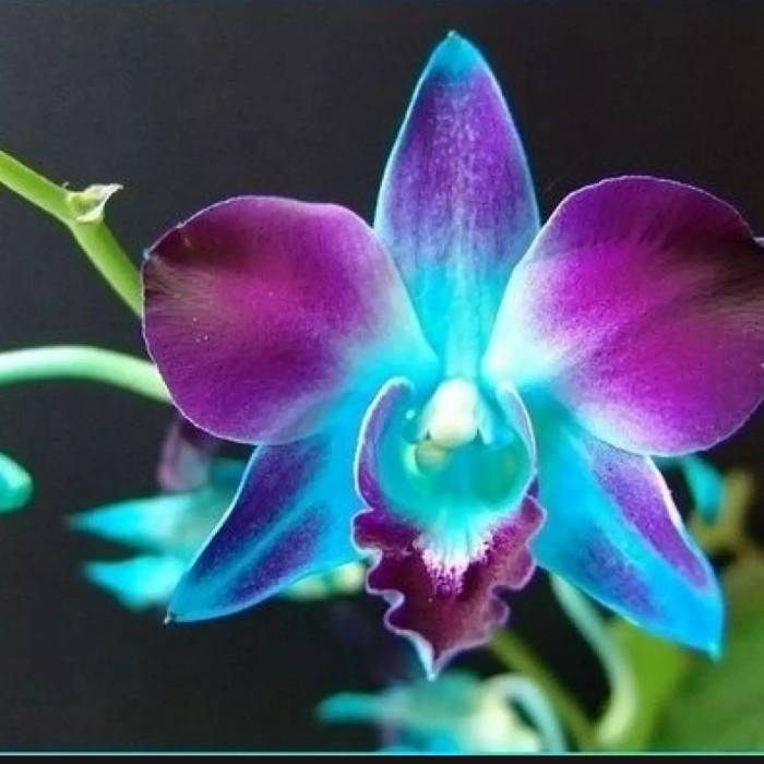 seedling anggrek dendrobium galaxy