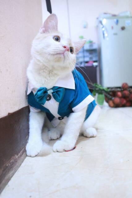 Tuxedo hijau model kemeja untuk kucing dan anjing size S M L XL / baju kucing murah