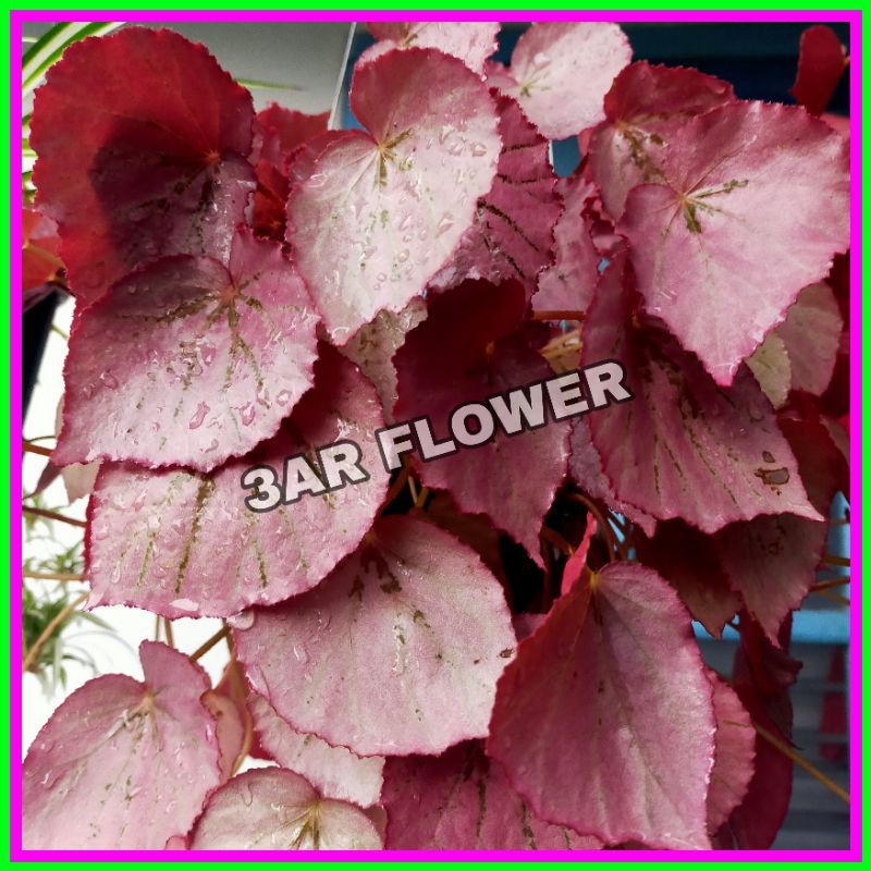 (BISA COD) TANAMAN HIAS BEGONIA MERAH PINK