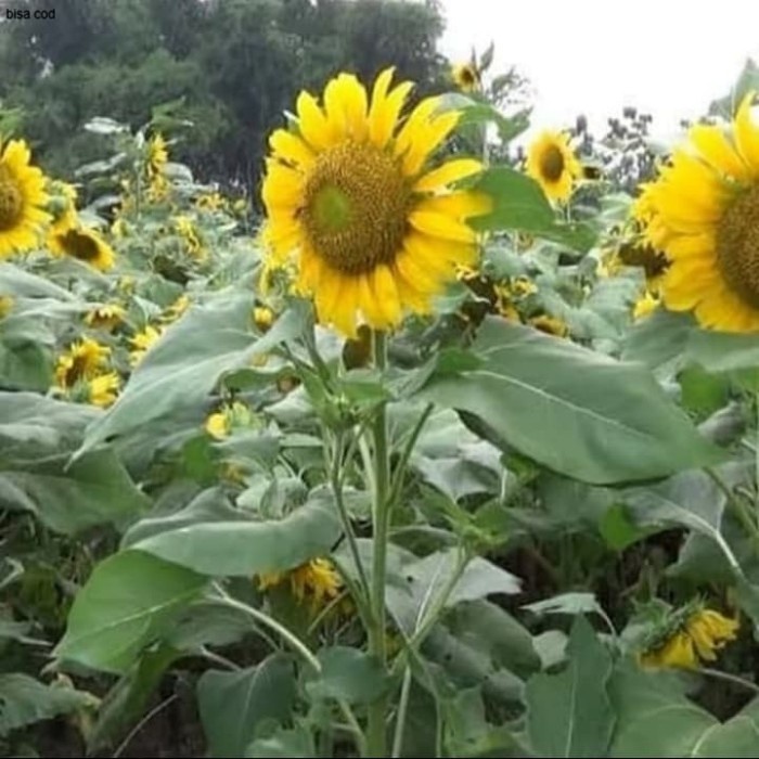 Bibit Pohon Bunga Matahari - Pohon Bunga Matahari Besar