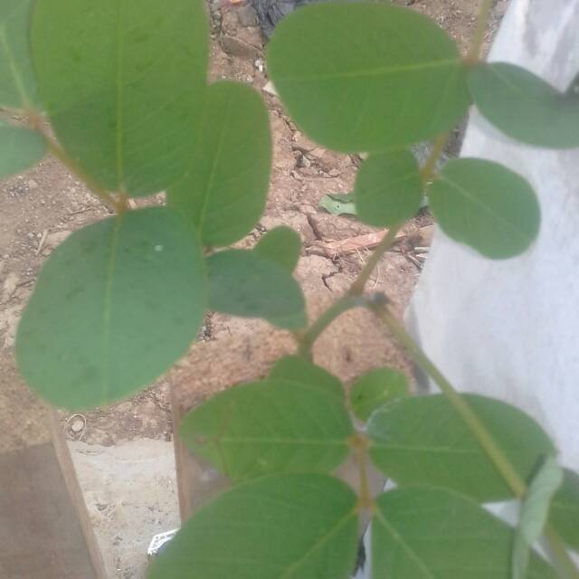 

50gr daun manila segar herbal