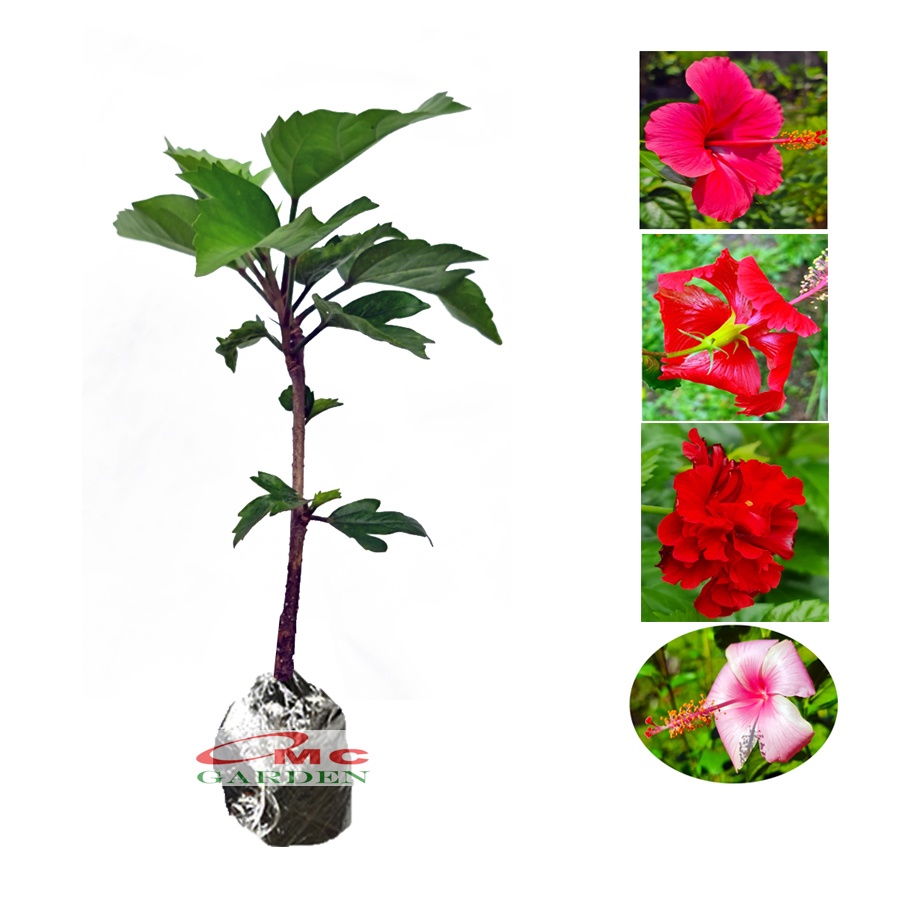 Kembang Sepatu Bunga Raya Hibiscus Worawari Rosa Dinensis Merah Bibit Tanaman Hias 1020