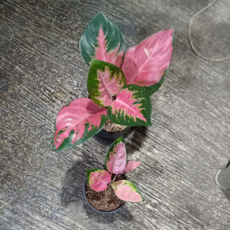 bunga aglonema kocin dan kocin pink