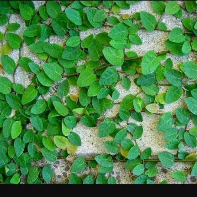 bibit dolar rambat/ficus pumila