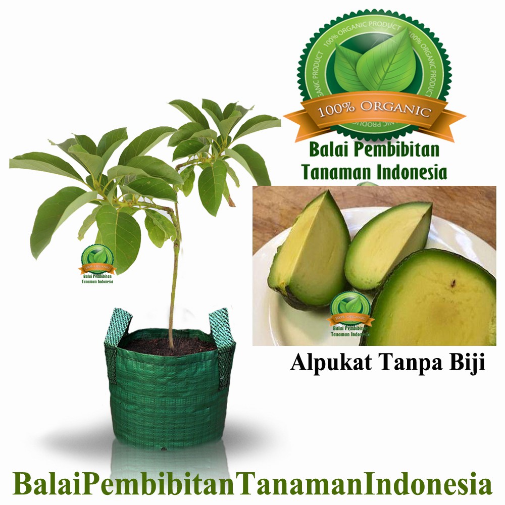 bibit alpukat tanpa biji / bibit buah / tanaman