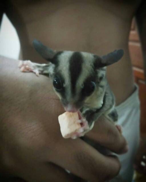 MAKANAN HAMSTER SUGAR GLIDER - SNACK HAMSTER SUGAR GLIDER KELINCI