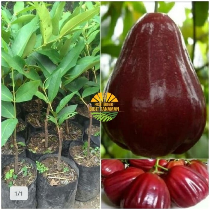 Bibit jambu air king rose