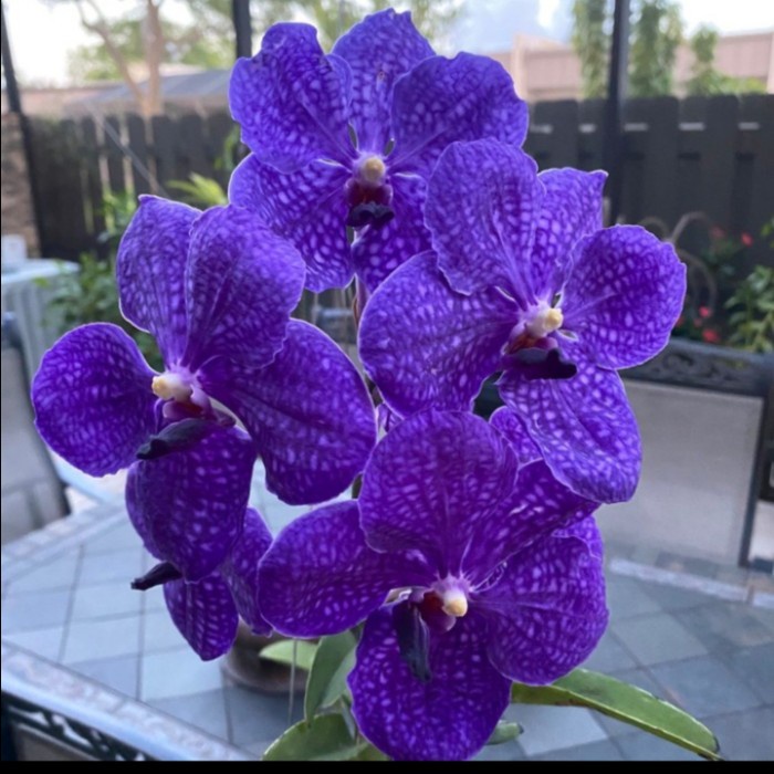 Anggrek Vanda Pachara Delight Dewasa