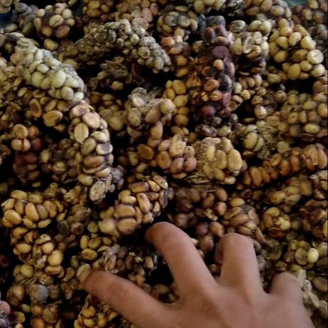 

Kopi luwak