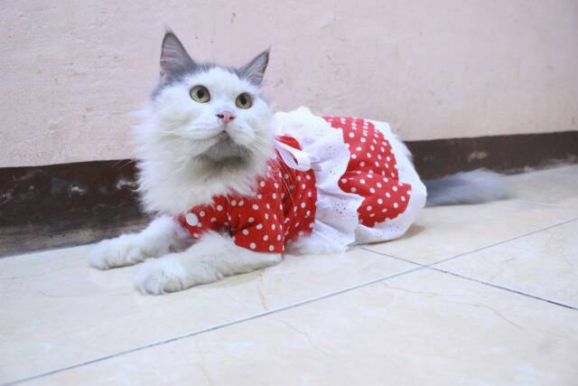 Dress polkadot merah spesial 17an merdeka / dress kucing dan anjing murah size S M L XL