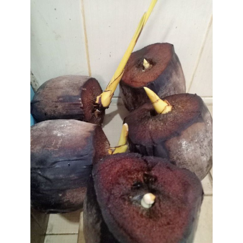 bibit kelapa gading