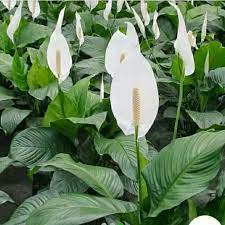 tanaman hias peace lily / sepatu pilum