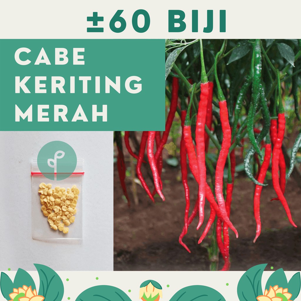 Bibit Sayuran Benih Sayur Paket Lengkap Hidroponik Kangkung Bayam Cabe Sawi Selada Terong Tomat dll-CABE MERAH KERITING