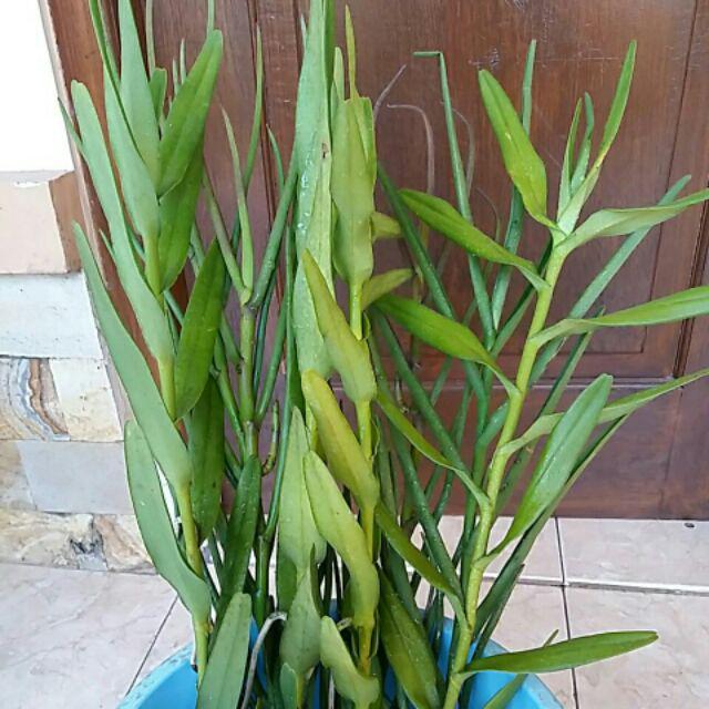 Anggrek Tanah Paket Hemat