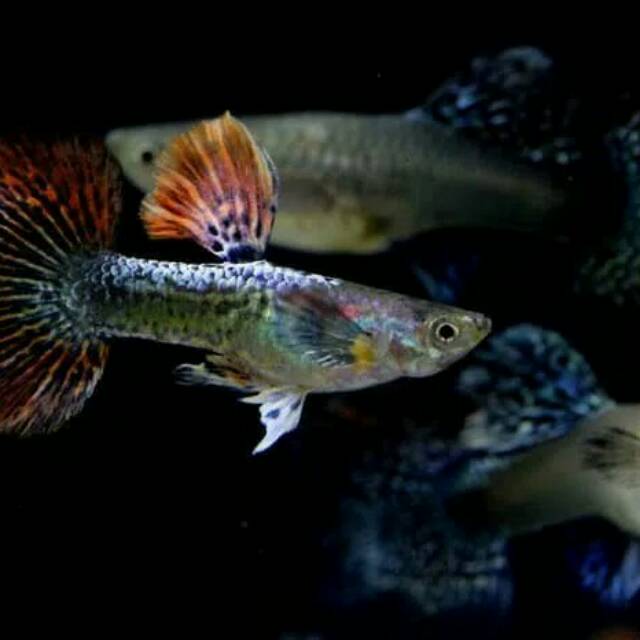 Ikan guppy dragon
