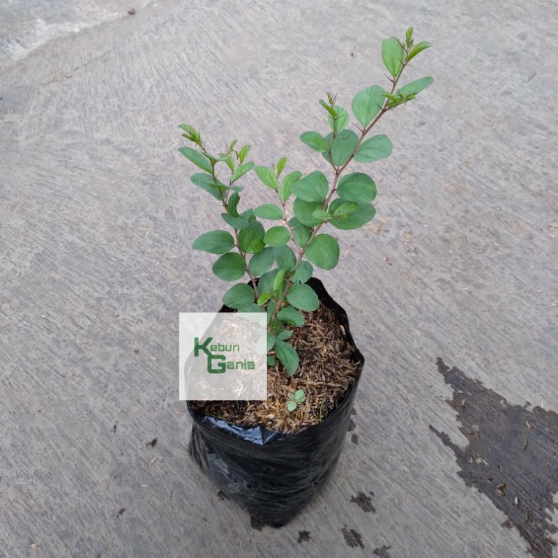 Bidara arab pohon widara