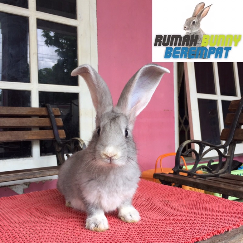 kelinci flemish giant betina