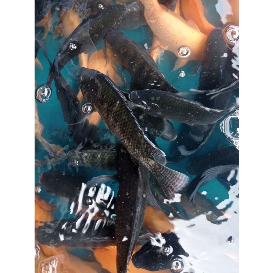 

Ikan Nila Fillet