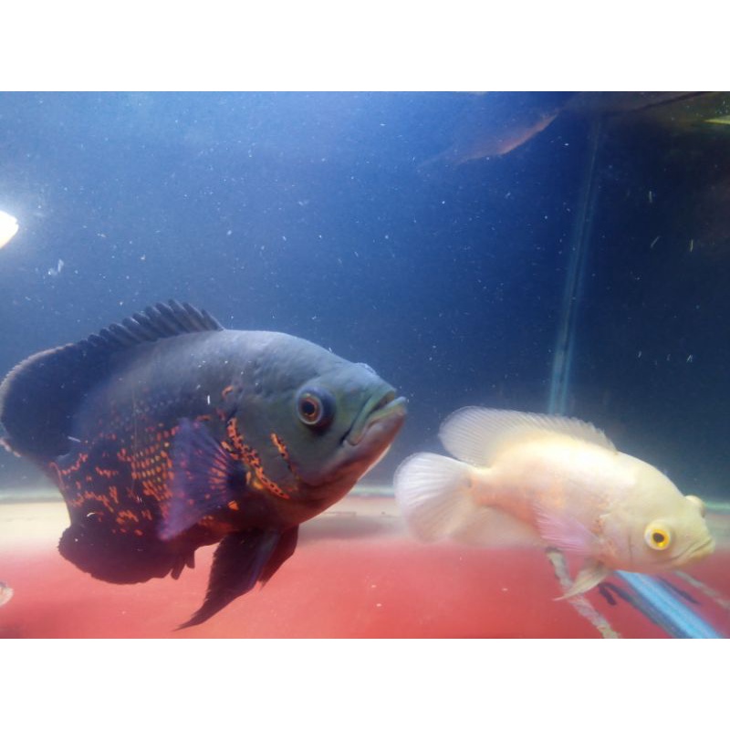 ikan Oscar