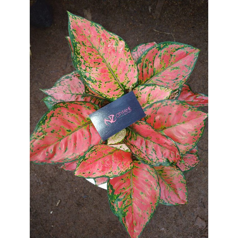 Aglaonema Indukan Dut anjamani Spesial Rumpun