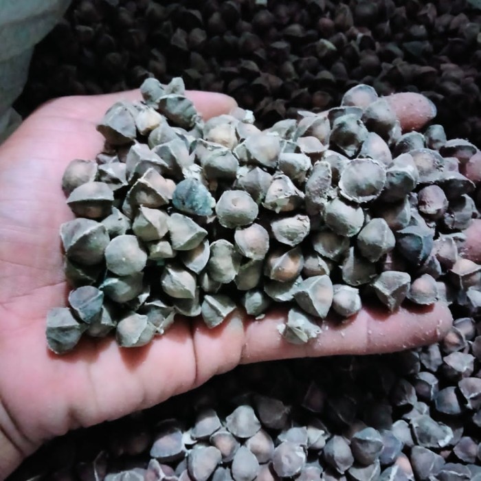 

Biji Kelor Gundul 1kg Suaperfood Multivitamin Benih Herbal (BERKUALITAS)