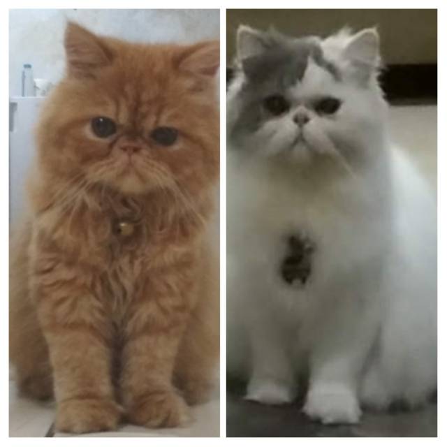 fenny.puspita.iriawan21