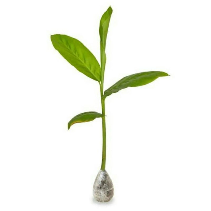 Bibit tanaman lengkuas merah - tanaman herbal - pohon lengkuas.