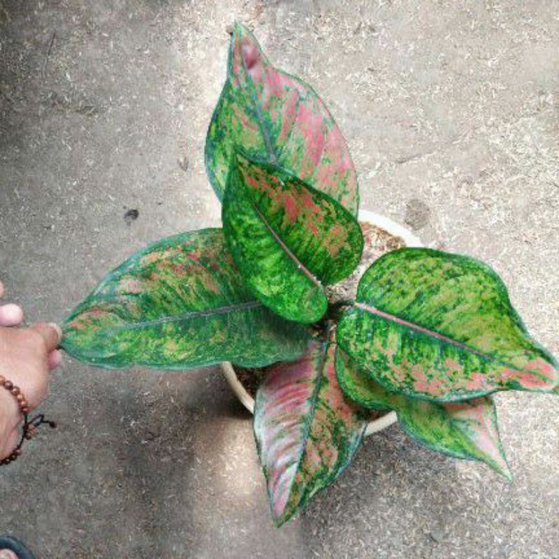 Aglaonema Hengheng super daun besar