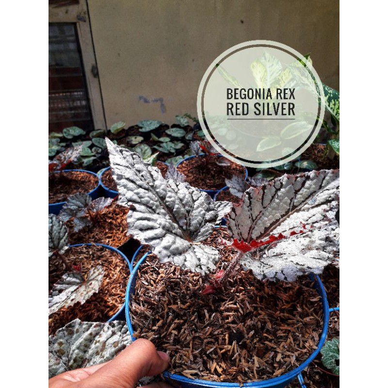 Tanaman Hias Begonia Rex Red Silver