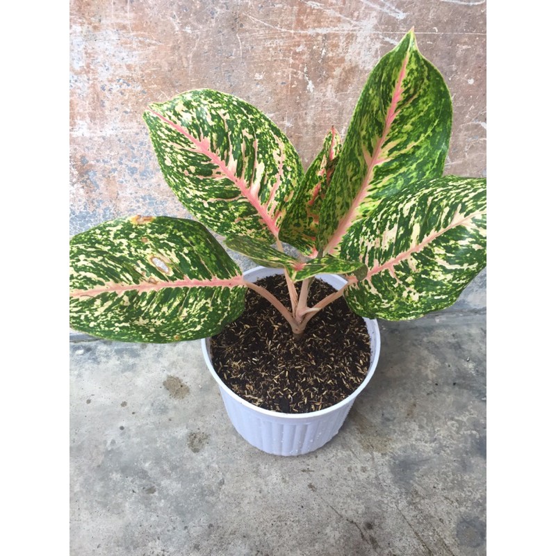 aglonema big papa indukan