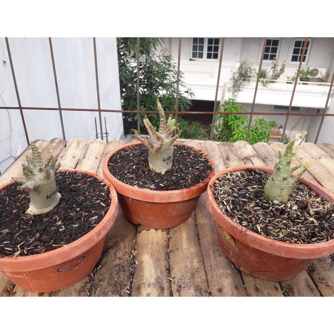 Tanaman Hias Adenium Arabicum Godji Size A