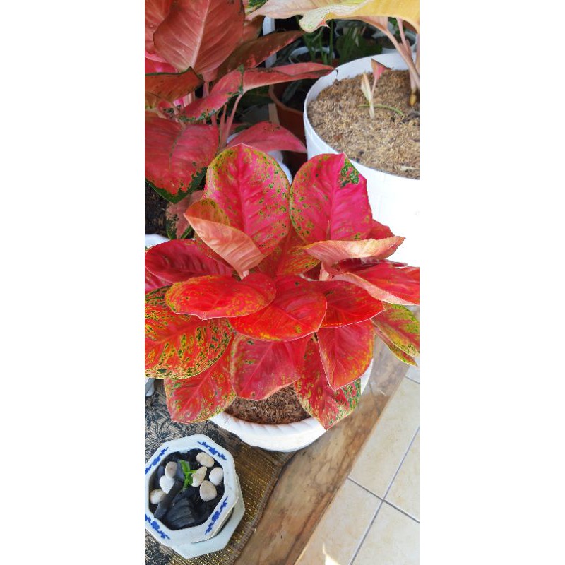 aglonema wulandari indukan