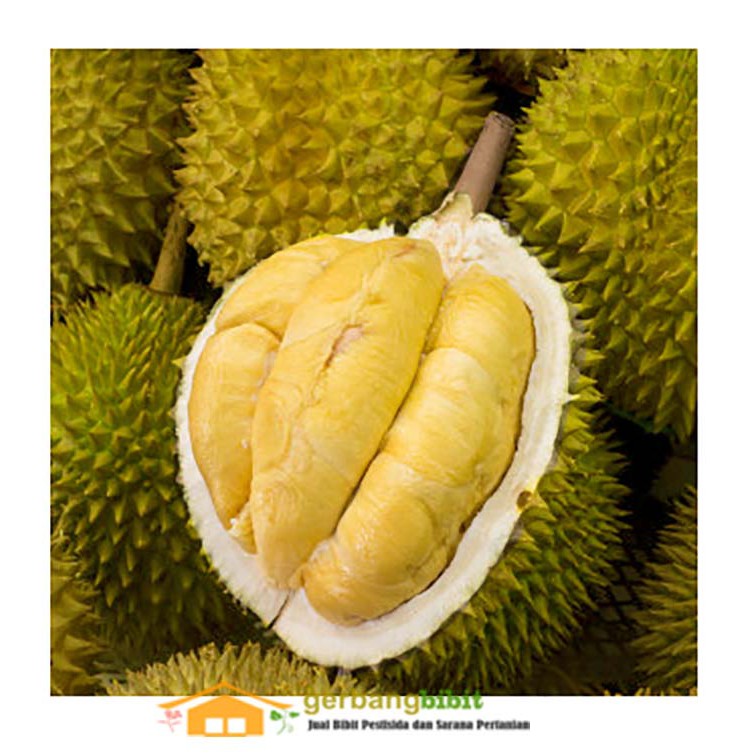 Bibit Durian Musangking Buah Musang King Unggul